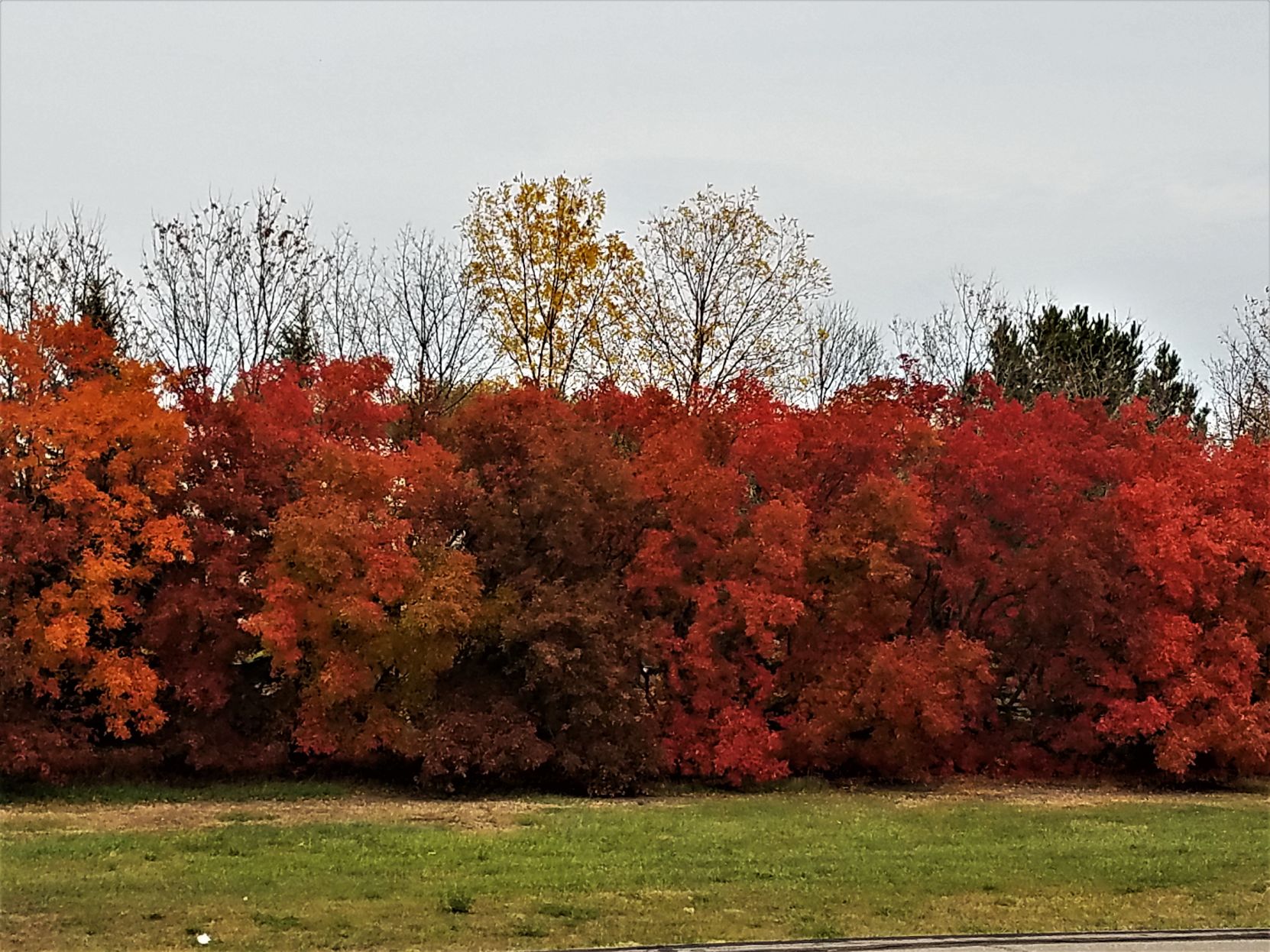 Autumn Splendar